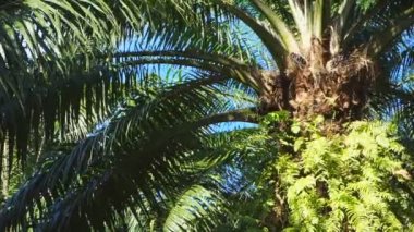 palmiye yağı yakın çekim