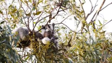 Koala joey şube asmak