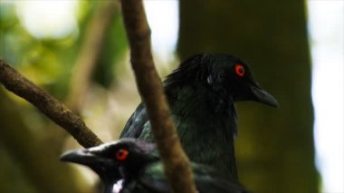 Kırmızı gözlü metalik sığırcık