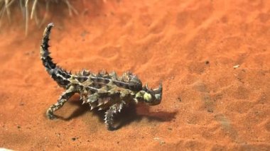 dikenli ejderha besleme