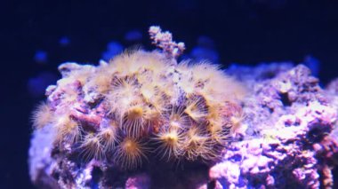 akvaryum içinde büyüyen zoanthid polip