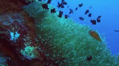 anenome ve anenomefish mercan resif üzerinde