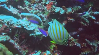 bir mercan kayalığı besleme butterflyfish