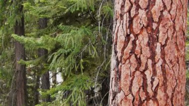 çam ağaçları içinde yosemite Milli Parkı