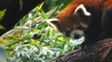 Red panda bir ağaçta