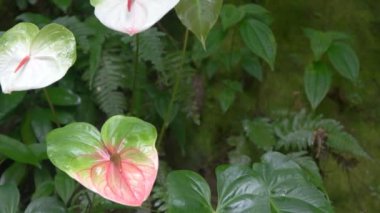 Anthurium tropik çiçekler Maui