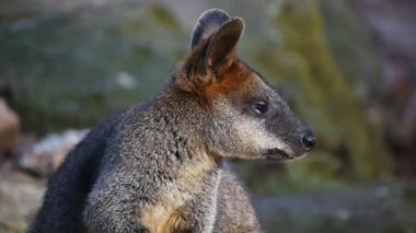 küçük pademelon yakın çekim