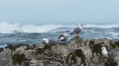 Deniz martı bir ıslah kolonisinde