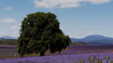 Lavanta bir alanda meşe ağacı