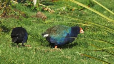 Takahe ve pukeko birlikte besleme