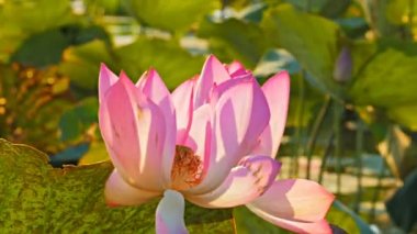 lotus lilyum corroboree billabong büyüyen