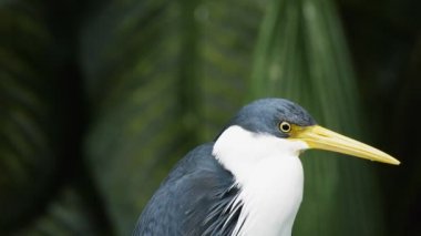 Alaca balıkçıl yakın çekim