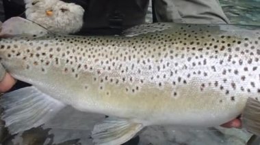 alabalığı yayımlanan önce