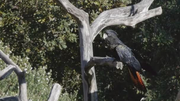 Cacatúa posada sobre un tronco de árbol — Vídeo de stock