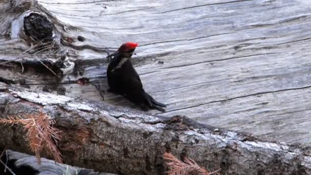 Woodpecker hunts for food — Stock Video