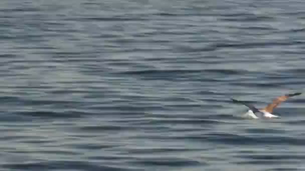Albatrosse fliegen dicht an der Meeresoberfläche — Stockvideo
