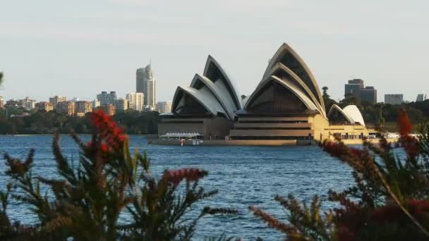 Sydney ópera con flores rojas — Vídeo de stock