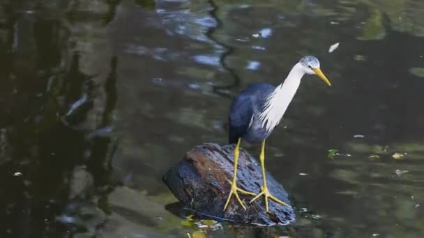 Un héron pied se tient sur un rocher — Video