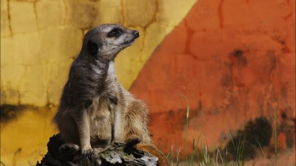 Meerkat on a tree stump — Stock Video