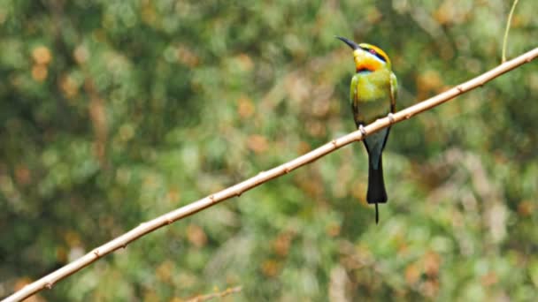Rainbow Bee Eater On A Branch Stock Video C Crbellette 101435368