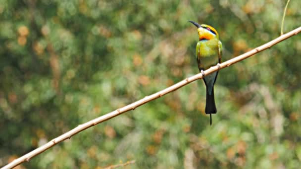 Rainbow bee-eater on a branch — Stock Video