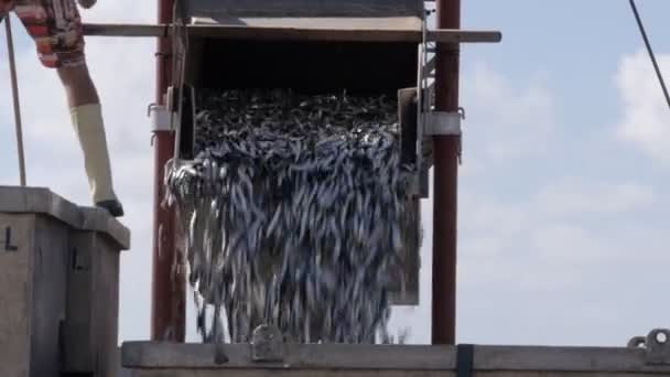 Barco de pesca descarregar as suas capturas — Vídeo de Stock