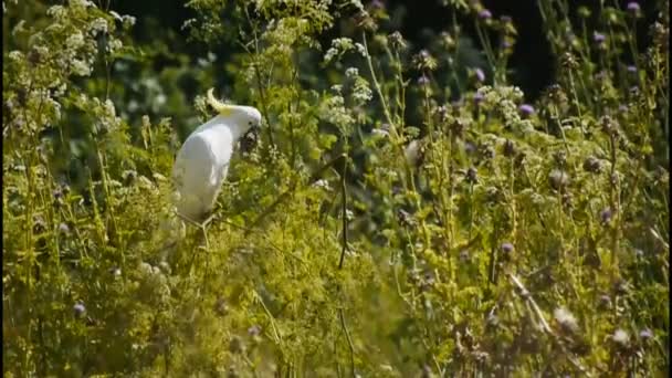Cockatoo feeds on thistle heads — Stock Video