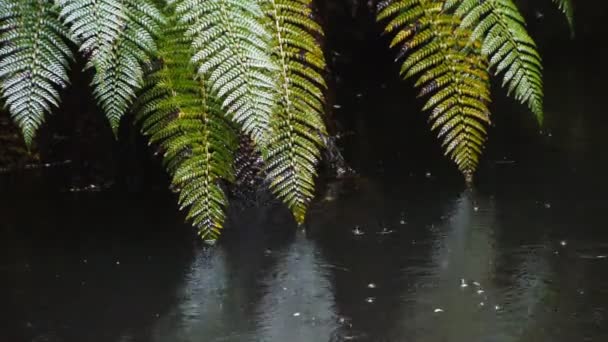 Река с листьями папоротника — стоковое видео