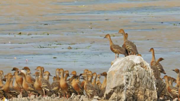 Assobiando patos de pé sobre uma rocha — Vídeo de Stock