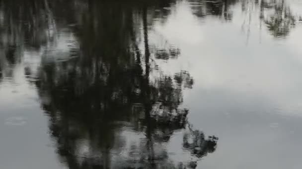 Gum tree reflected on the narcissus river — Stock Video