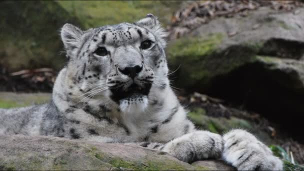 Leopard titta på kameran — Stockvideo