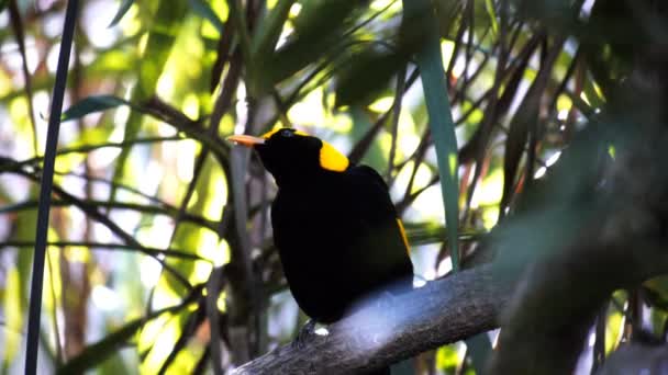 Bowerbird siedzi na gałęzi — Wideo stockowe