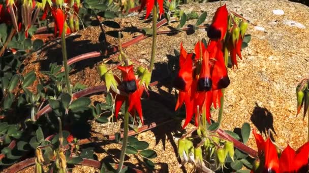 Desert pea groeien over een rotsblok — Stockvideo