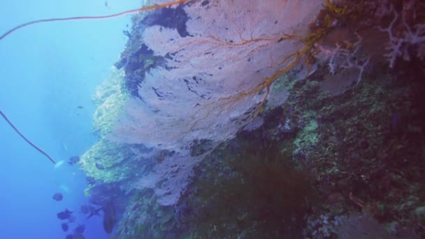 El abanico crece en la pared en la papúa nueva guinea — Vídeos de Stock