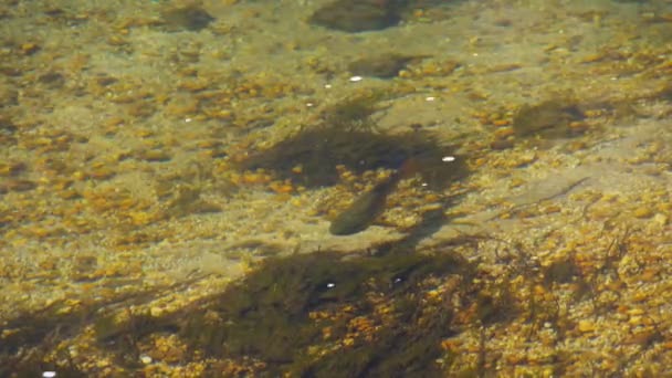 Ikan forel menunggu untuk makanan hanyut — Stok Video