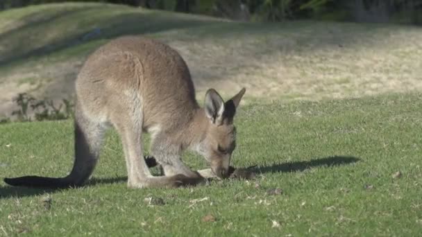 Jonge kangoeroe begrazing — Stockvideo