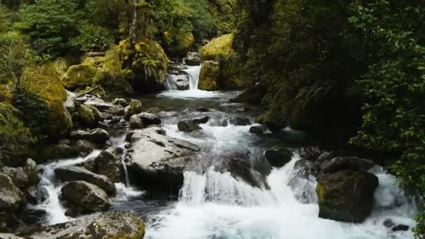 Regenwaldwasserfall — Stockvideo