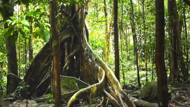 Buttress roots of a giant tree — Stock Video