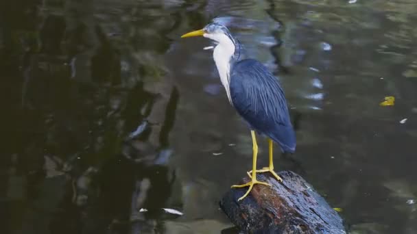 Heron staat op een rots — Stockvideo