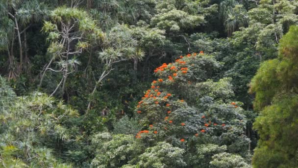 Тропический лес, растущий у дороги — стоковое видео
