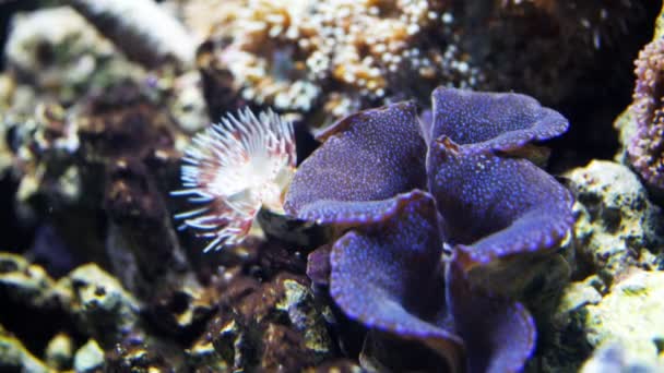 Paarse tridacna clam — Stockvideo