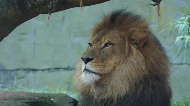 León mirando alrededor — Vídeos de Stock