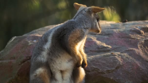 Rock wallaby kendisi mamülleri — Stok video