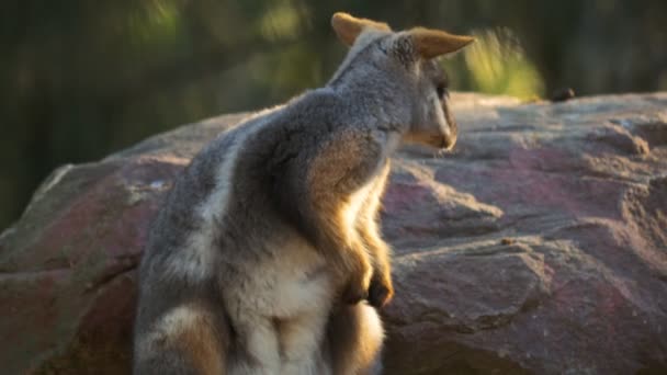 Rock wallaby lovászok maga — Stock videók