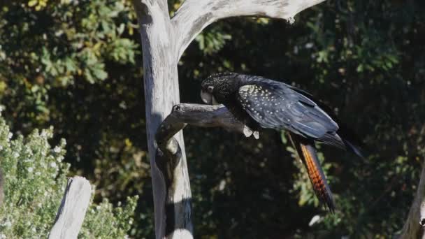 Cacatúa negra siendo alimentada a mano — Vídeos de Stock