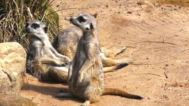 Söta familjen av meerkats — Stockvideo