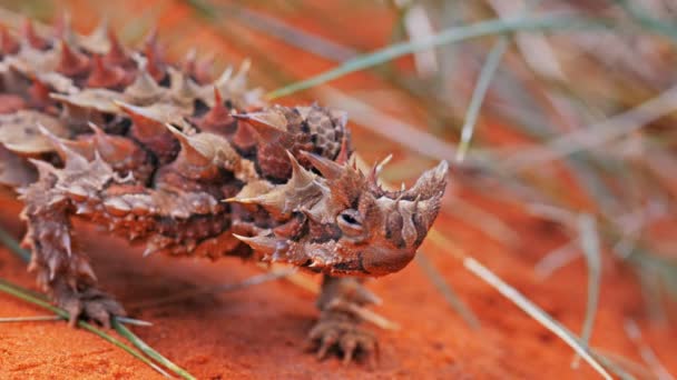 Cabeza de un lagarto espinoso diablo — Vídeos de Stock