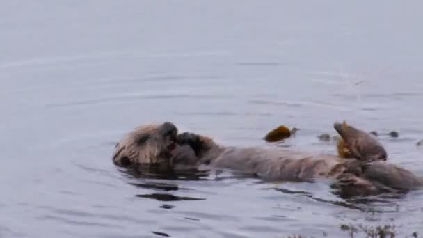 Νότια Θάλασσα βίδρα τροφοδοτεί ένα καβούρι — Αρχείο Βίντεο
