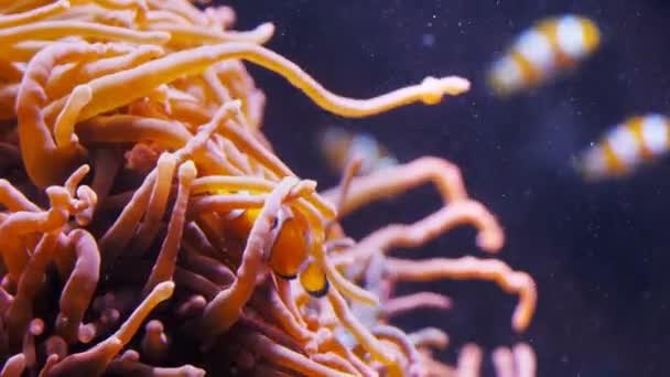 Palyaço balığı gizle tentacles arasında — Stok video