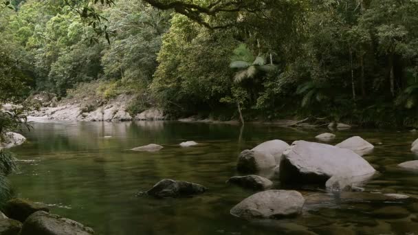 Moosschlucht im daintree Nationalpark — Stockvideo